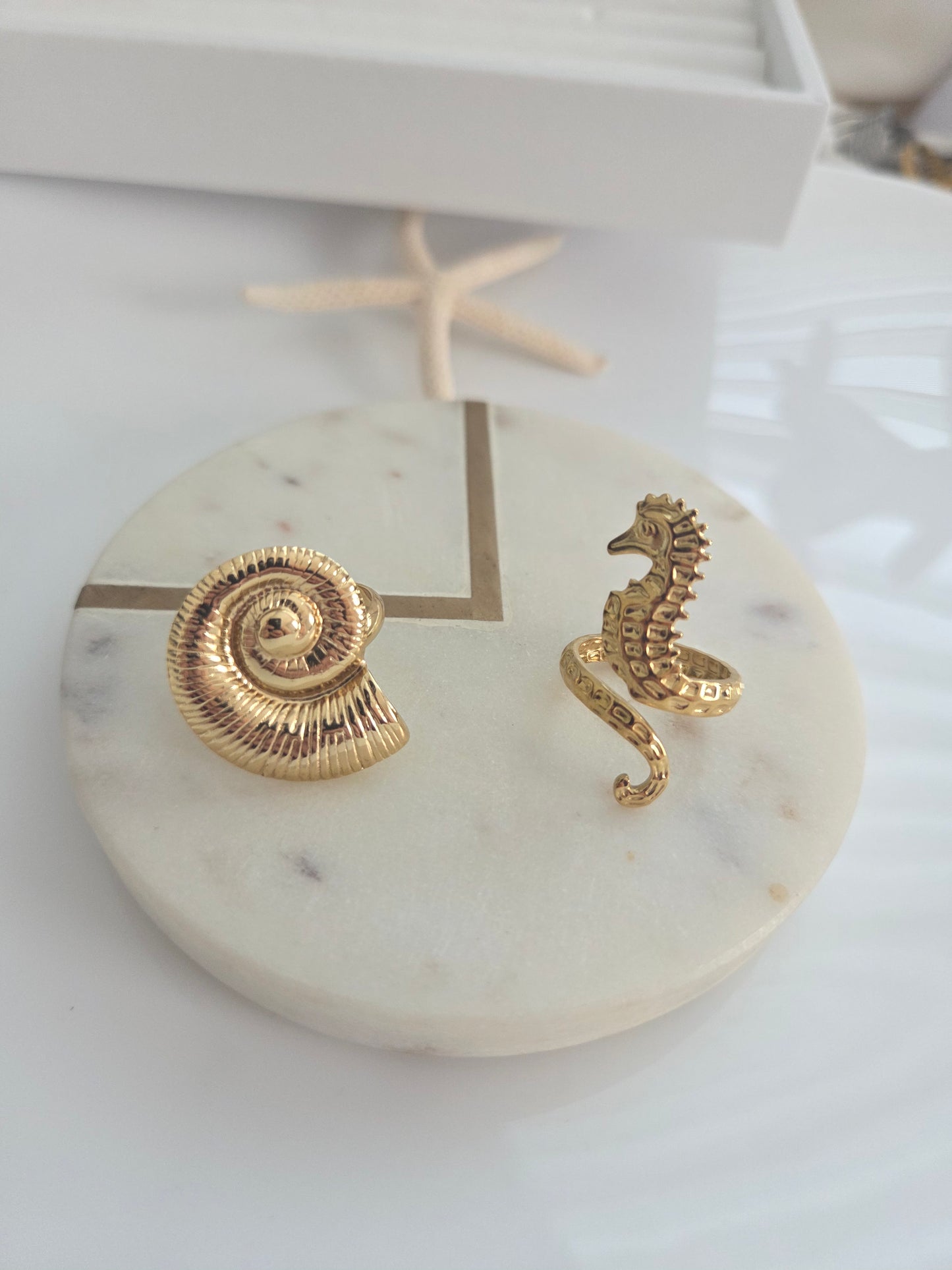 Caracol o caballito de mar